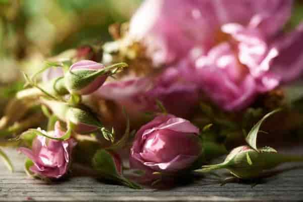 تصویر 3 از قیمت خرید گل محمدی دیم داراب با فروش ویژه